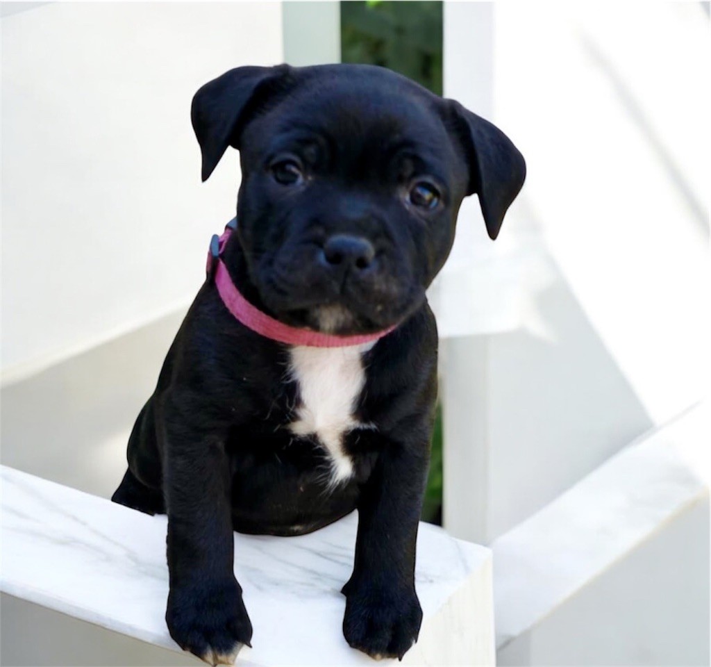 Tone Of Black - Chiots disponibles - Staffordshire Bull Terrier