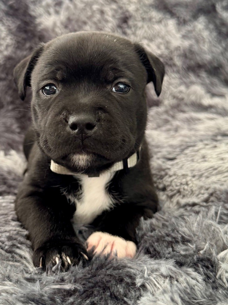 Tone Of Black - Chiots disponibles - Staffordshire Bull Terrier