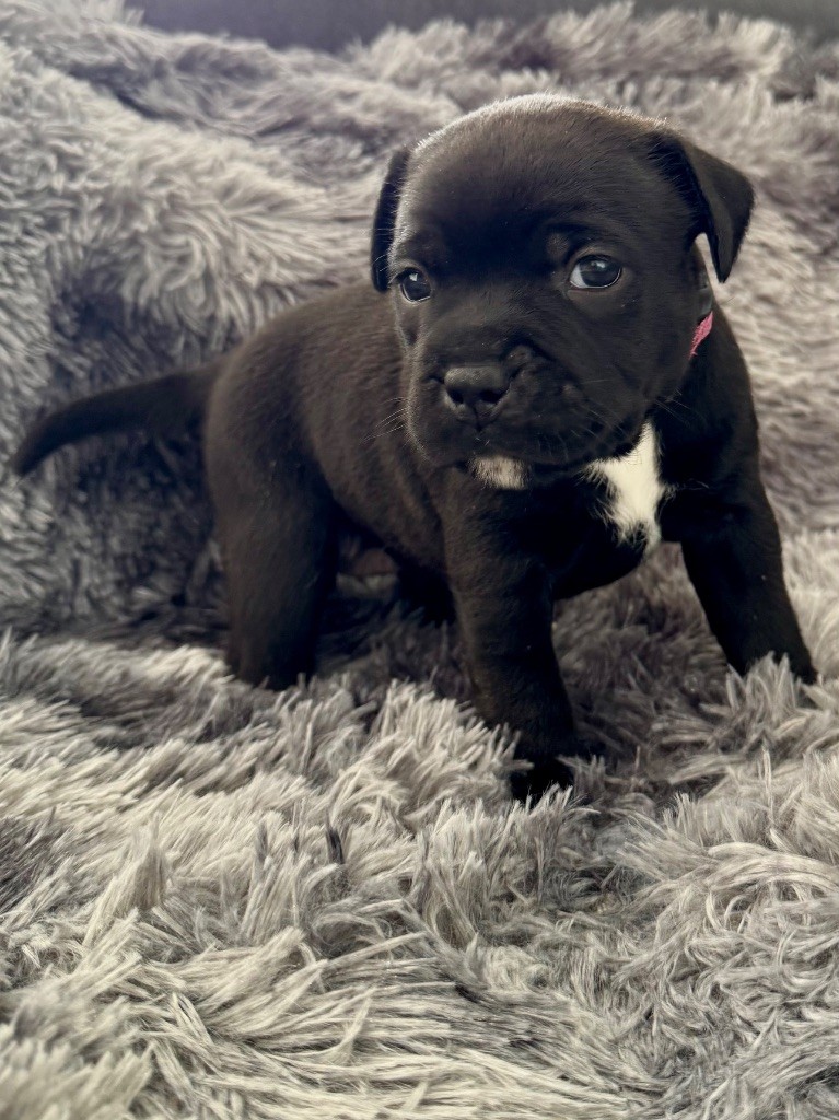 Tone Of Black - Chiots disponibles - Staffordshire Bull Terrier