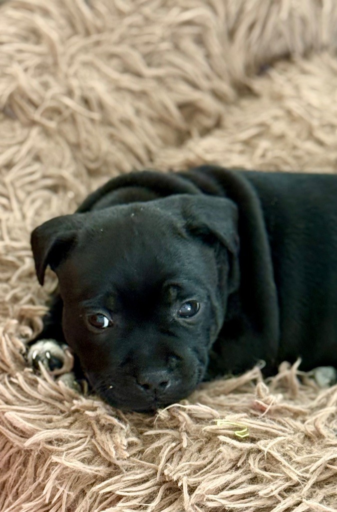 Tone Of Black - Chiots disponibles - Staffordshire Bull Terrier