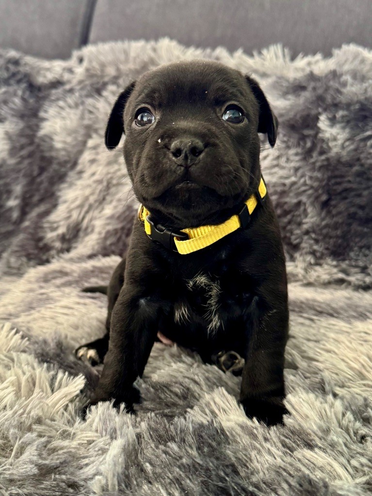Tone Of Black - Chiots disponibles - Staffordshire Bull Terrier