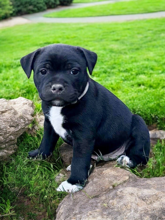 Tone Of Black - Staffordshire Bull Terrier - Portée née le 06/05/2025